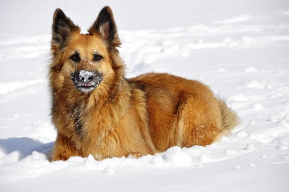 Dog Tips – Cold Weather